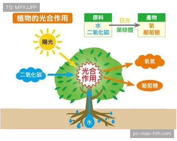 巴尔科拉是否仅依赖速度？技术结构与战术作用全面解析
